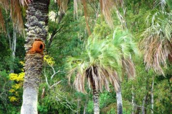 Foto - Querência Querida 02